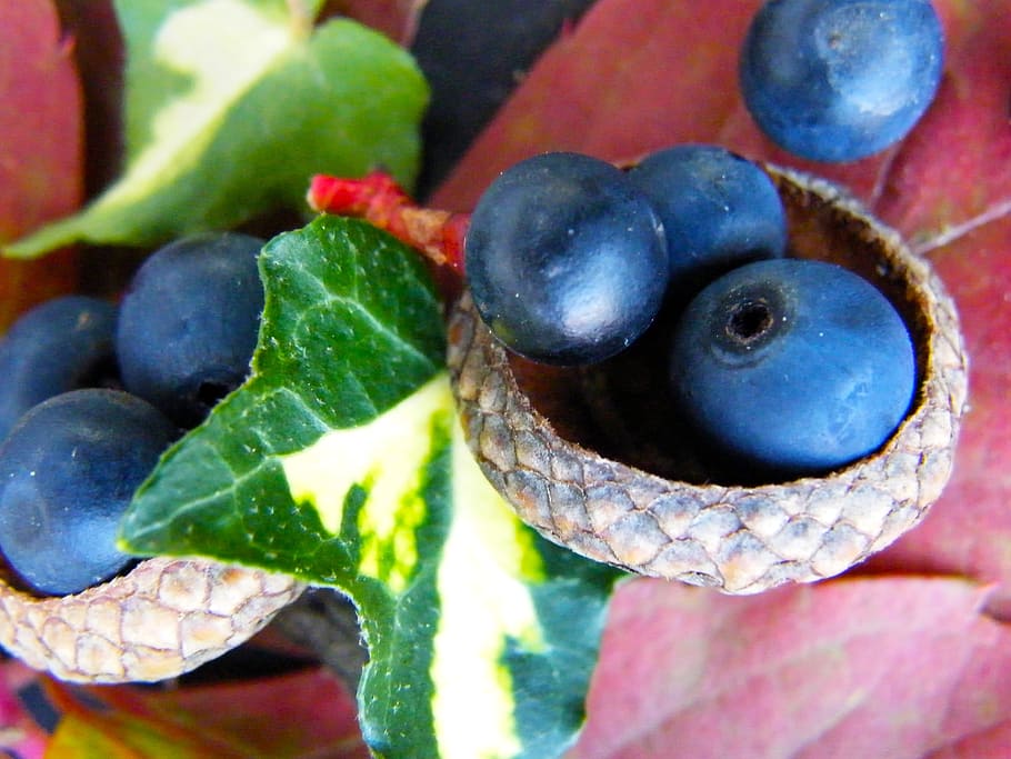 berries, blue, autumn, macro, ivy, decoration, fruit, nature HD wallpaper