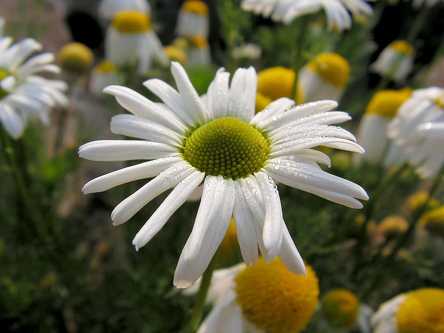 daisy, white, flower, spring, nature, summer, plant, yellow HD wallpaper