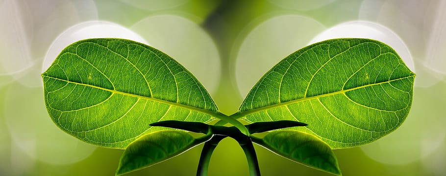 two green leaves, harmony, banner, symbol, leaf, symmetry, nature HD wallpaper