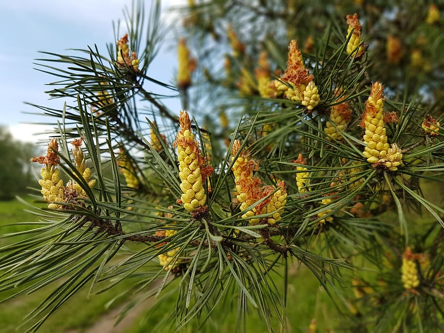 Tree, Pine, Cones, nature, no people, day, outdoors, growth HD wallpaper