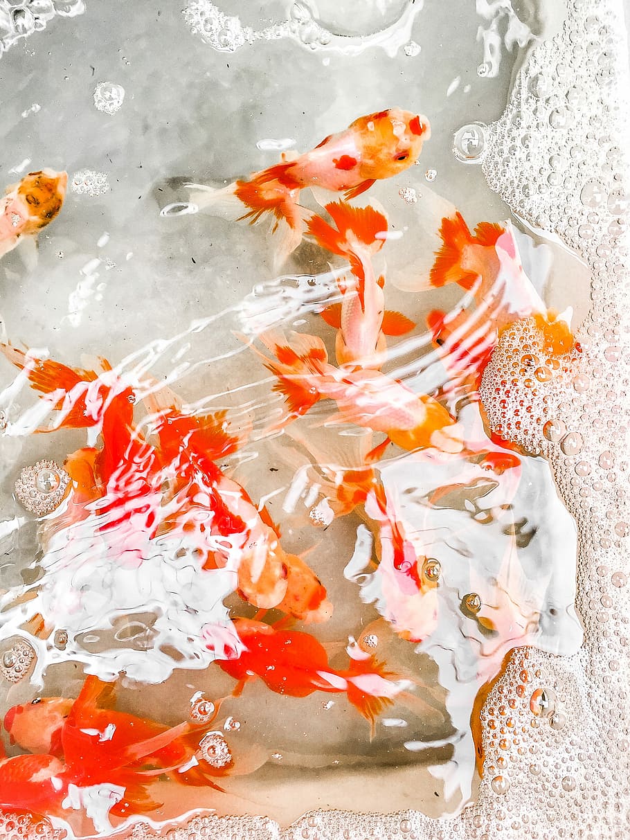 Golden Fish, shoal of orange koi, water, bubbles, goldfish, swimming, HD wallpaper