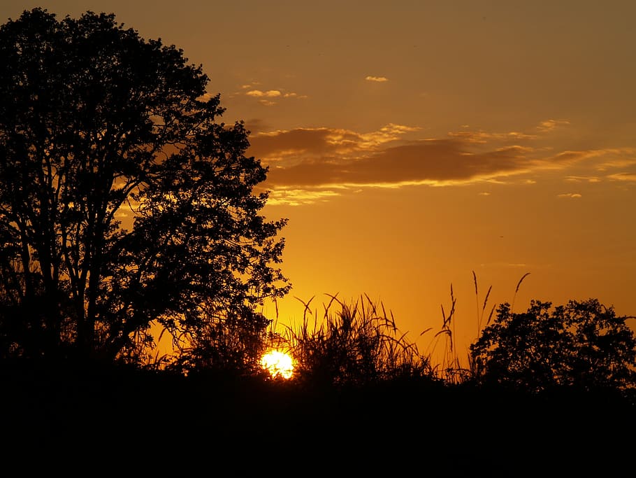 sunset, orange, trees, sky, nature, landscape, dusk, sunlight HD wallpaper