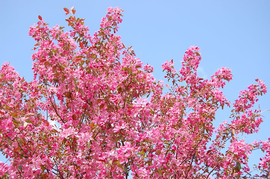 tree, flowers, spring, blooms, nature, pink, pink color, plant HD wallpaper