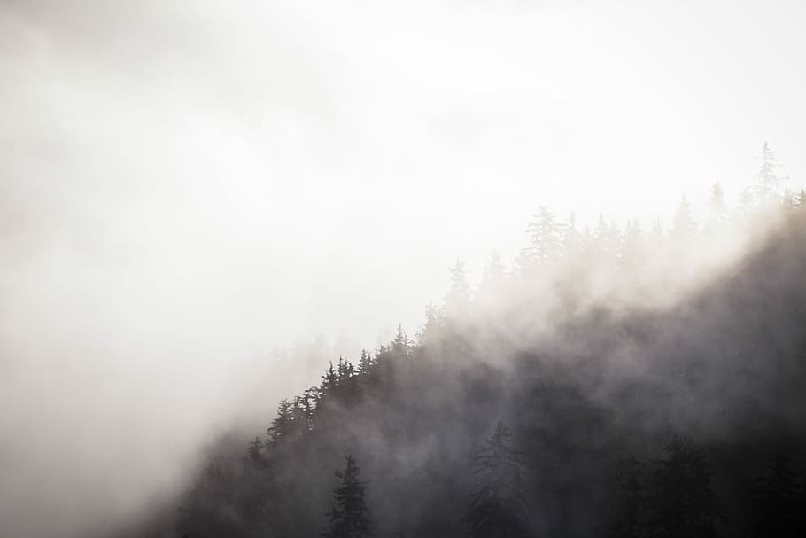 photo of trees, photo of trees covered white smoke, mountain HD wallpaper