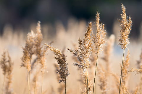 shallow depth of field photo of brown leaf plants, reed, sun HD wallpaper