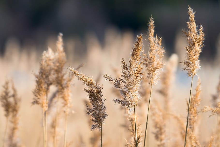 shallow depth of field photo of brown leaf plants, reed, sun