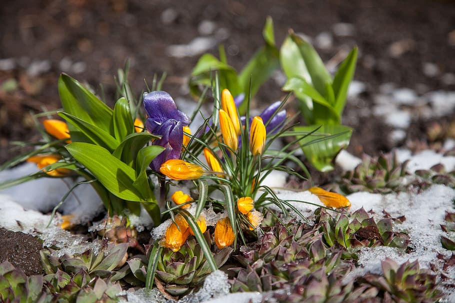 Flowers, Crocuses, Spring, Snow, the first flowers, greens HD wallpaper