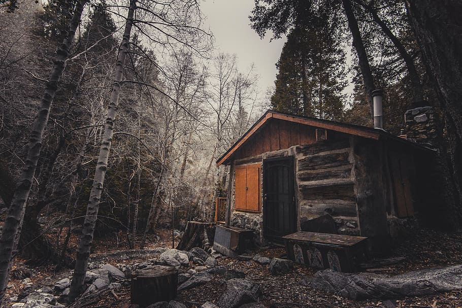 abandoned, broken, cabin, calamity, daylight, forest, frost HD wallpaper