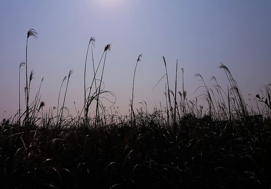 reed, glow, backlight, plant, growth, sky, field, beauty in nature HD wallpaper