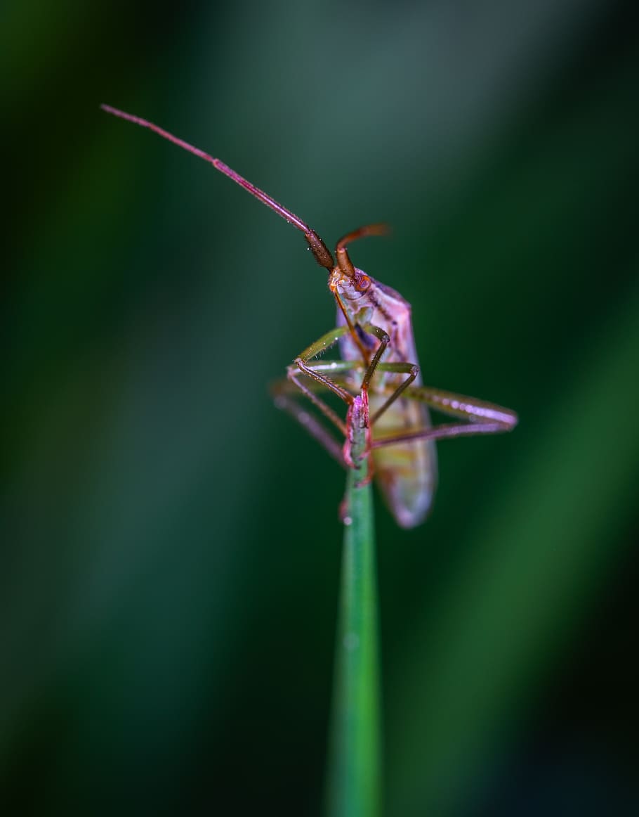 macro, insect, one animal, close-up, invertebrate, animal themes HD wallpaper