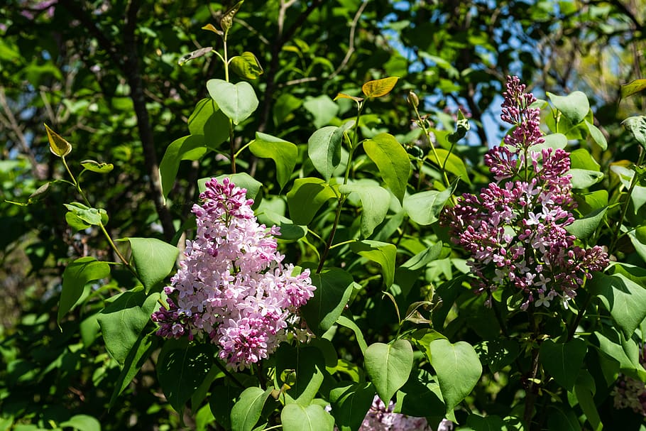 lilac, flower, spring, garden, flowering plant, growth, freshness HD wallpaper