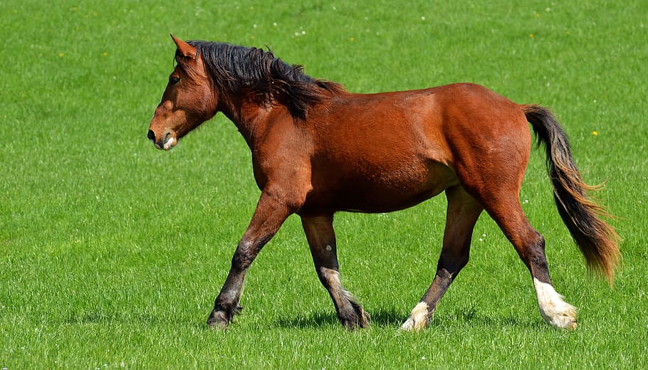 brown horse walking on green grass field, coupling, meadow HD wallpaper