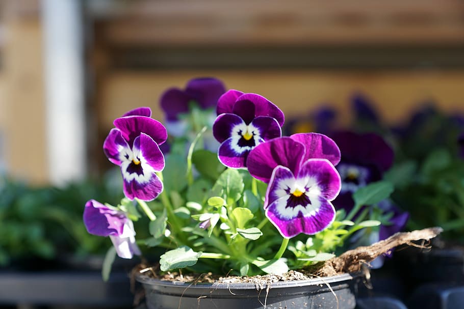 Flower, Flourished, Spring, Macro, purple, plant, focus on foreground HD wallpaper