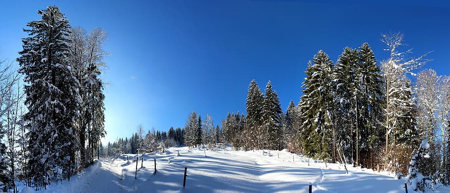 leafed tree during winter, alps, oberstdorf, germany, landscape HD wallpaper