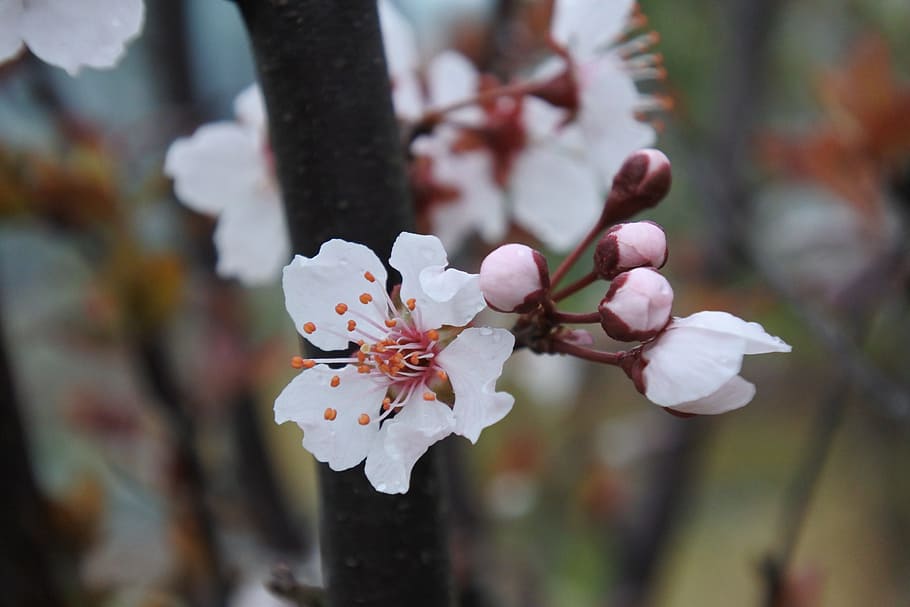 flower, spring, natural, plant, flowering plant, fragility HD wallpaper