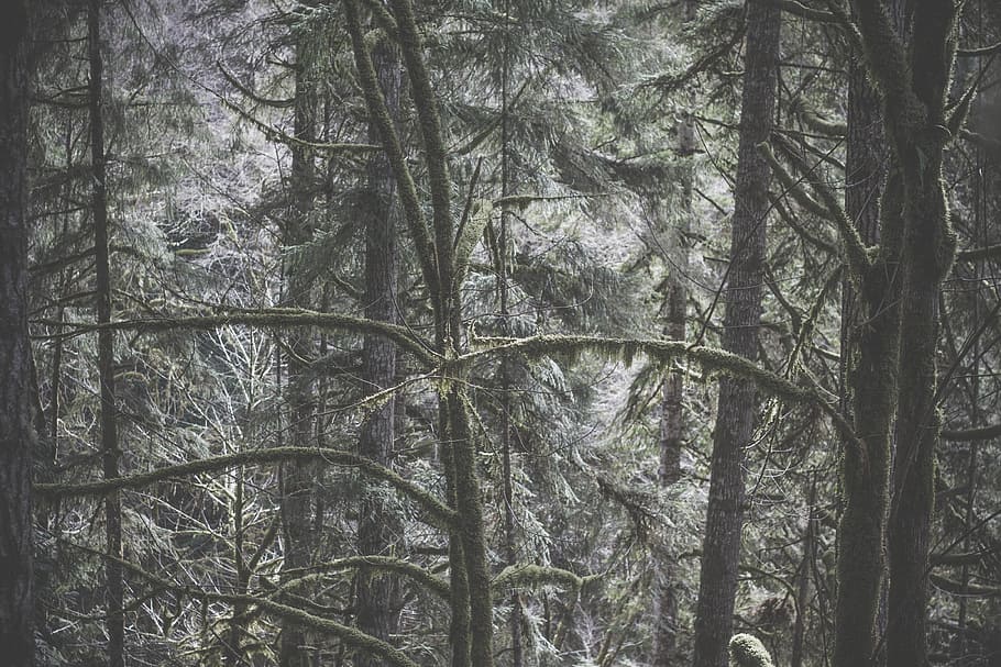 Forest Nature Tree Winter, woodland, outdoors, landscape, scenics HD wallpaper