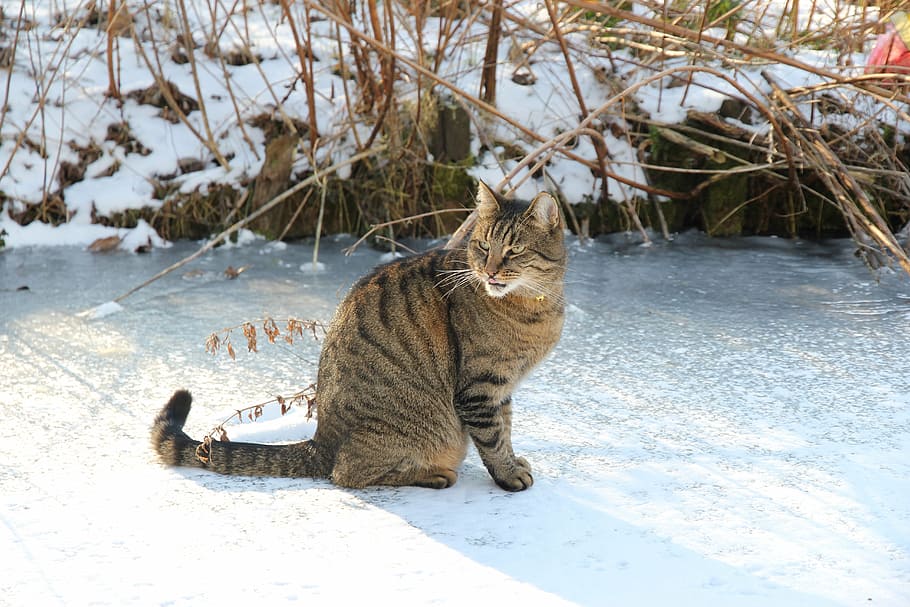 hangover, cyper, pet, cat, winter, ice, snow, domestic Cat HD wallpaper