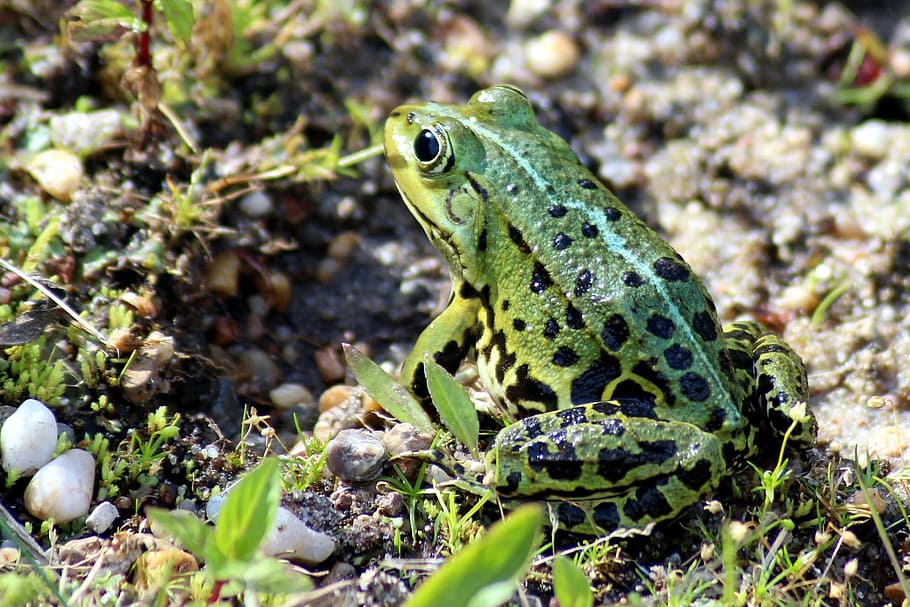 frog, green, green frog, animal themes, one animal, animal wildlife HD wallpaper