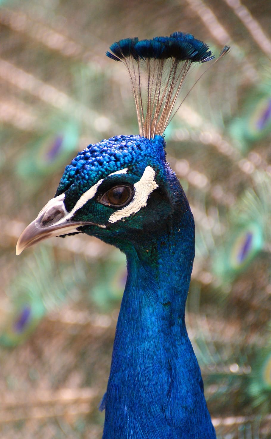 peacock, bird, feather, blue, animal, head, iridescent, plumage, HD wallpaper
