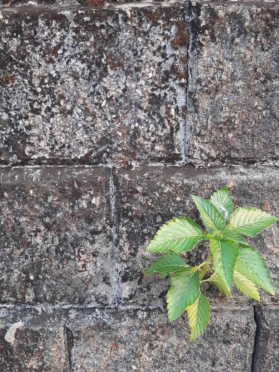 alone, sky, block, leaf, plant part, growth, green color, wall HD wallpaper