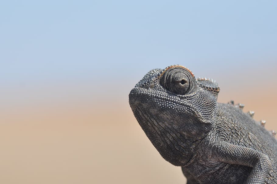 chameleon, desert, namib desert, dry, close, heiss, nature, HD wallpaper