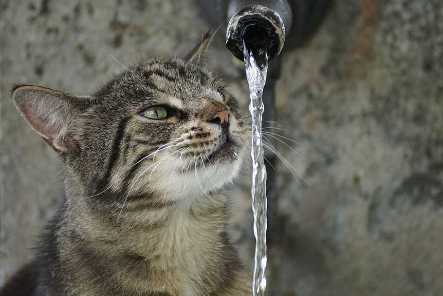 tabby cat beside water falls from steel tube, getiegert, tiger, HD wallpaper