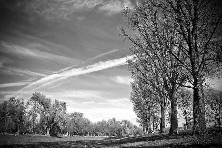 Landscape, Meadowlands, Trees, bare branches, mood, sky, relax HD wallpaper