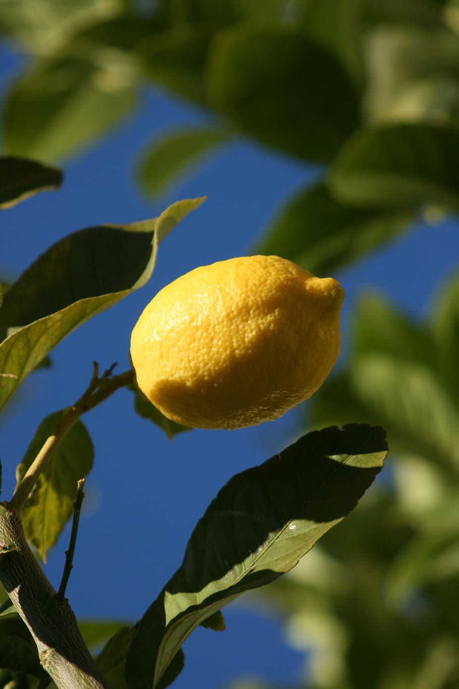 lemon, green, mediterranean, acidity, fruit tree, lime, citrus, HD wallpaper