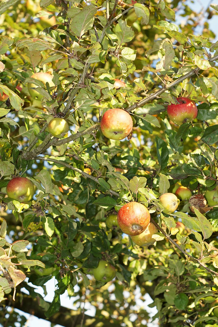apple tree, leaves, fruit, healthy, frisch, autumn, nature HD wallpaper