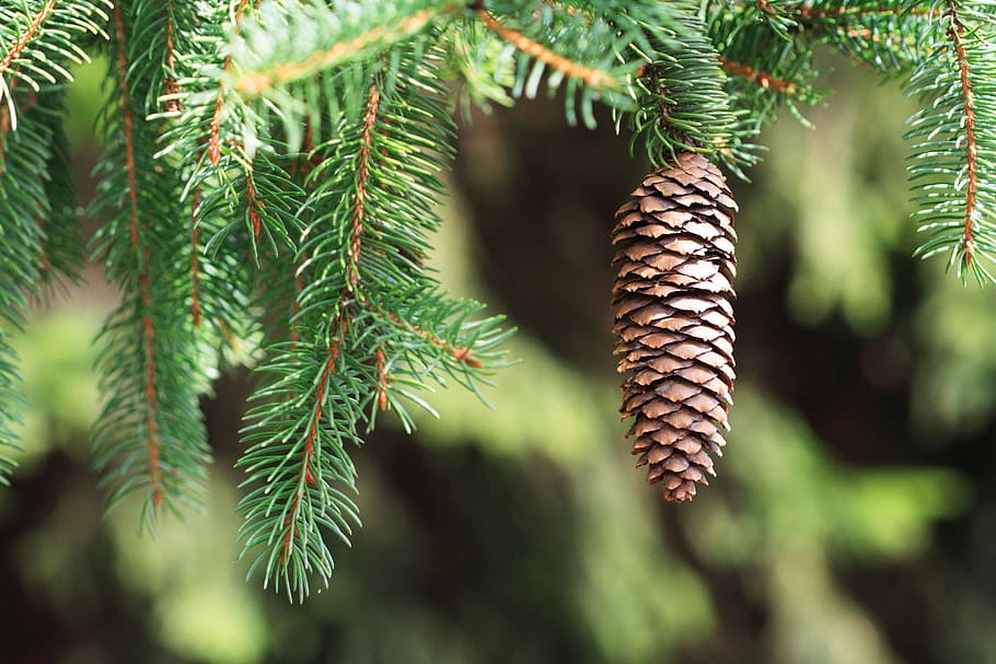 tilt shift lens photo of pine cone, branch, conifer, coniferous HD wallpaper