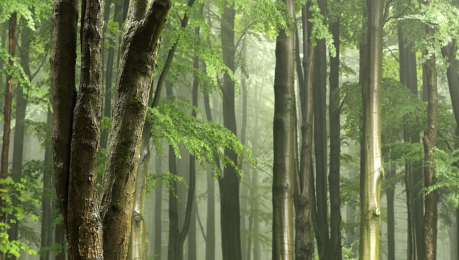 trees with smoky background, gentle light, tree trunks, after the rain
