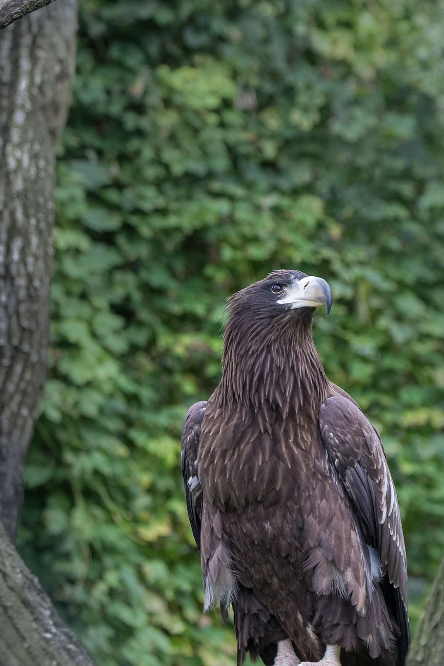 berlin, zoo, adler, vertebrate, one animal, bird, animals in the wild HD wallpaper