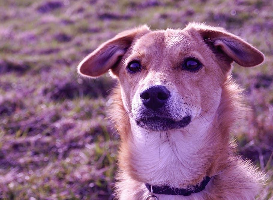 dog, nature, pets, animal, canine, cute, puppy, outdoors, purebred Dog HD wallpaper