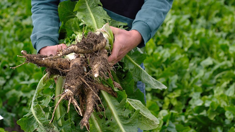 chicory, chicory roots, vegetables, food, healthy, plant, crop HD wallpaper