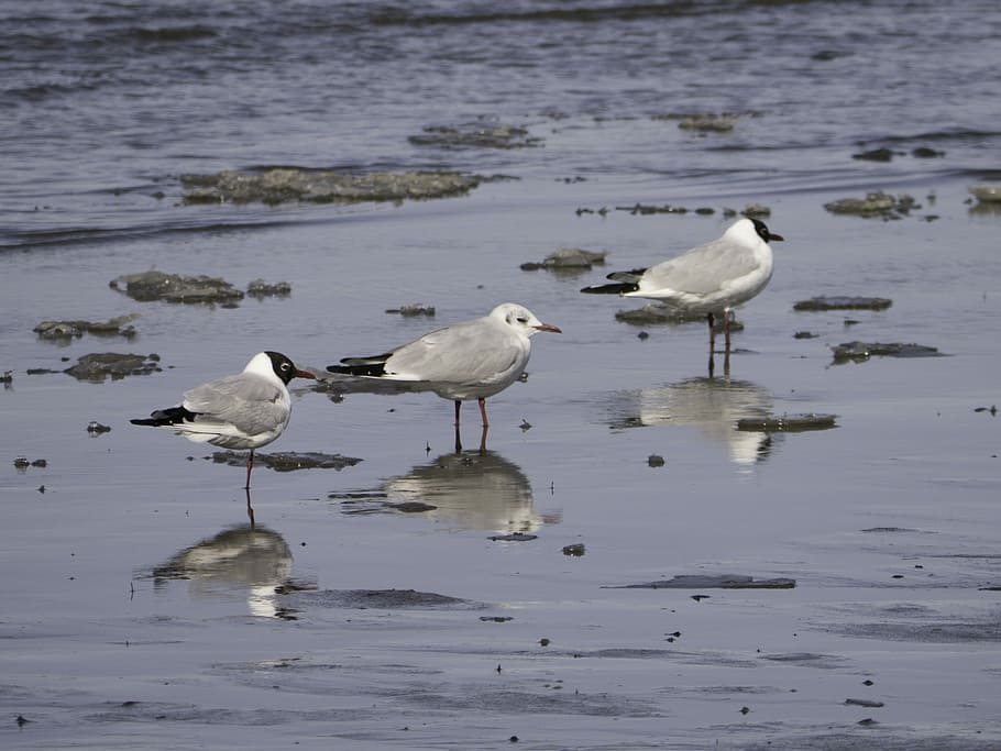 Gulls, Elbe, Watts, Birds, animals in the wild, animal wildlife HD wallpaper