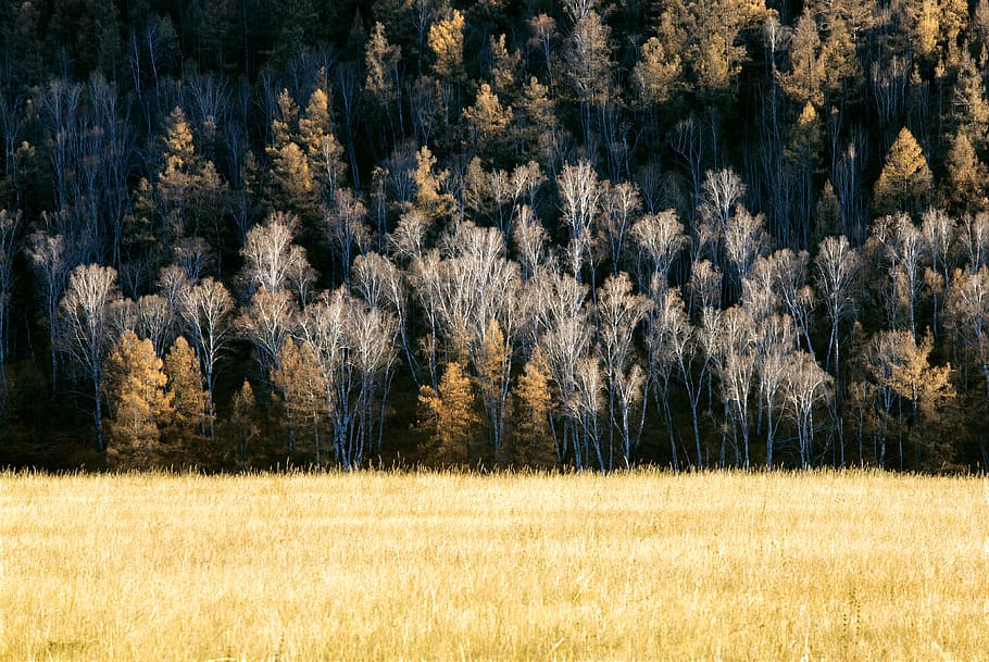Với hình nền HD cây lá nâu trên đồng ruộng, mùa thu muộn, rừng sẽ mang đến cho bạn một không gian máy tính đầy màu sắc và cảm xúc. Bức ảnh sẽ khiến bạn liên tưởng đến những chiều thu đẹp đến mê hồn với cái se lạnh nhẹ nhàng, tím buồn mênh mông của chiếc áo len.