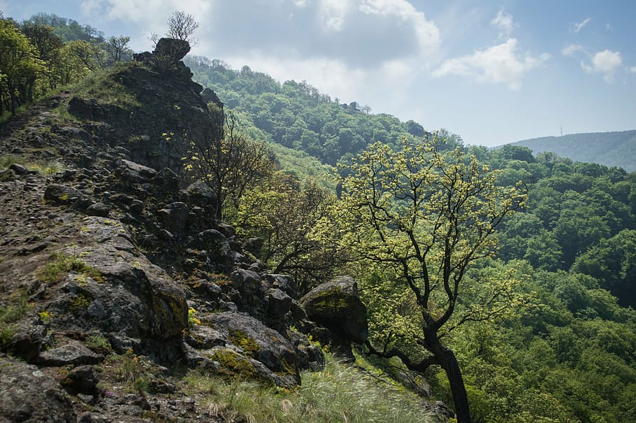 forest, pilis, spring, nature, travel, landscape, mountain HD wallpaper