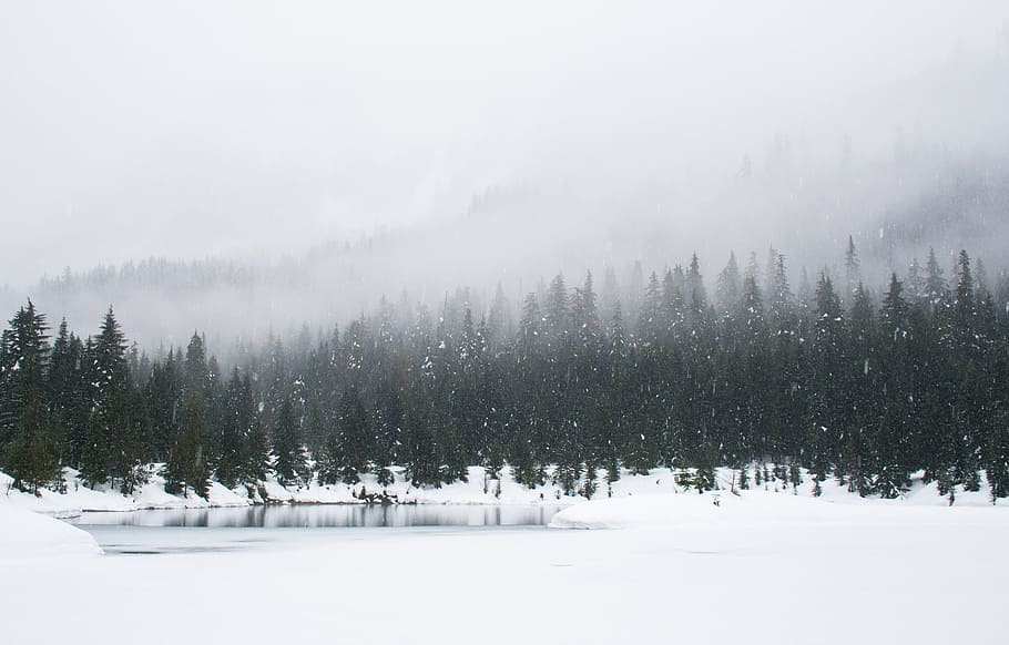 snow field and green pine trees during daytime, snow covered trees during daytime HD wallpaper