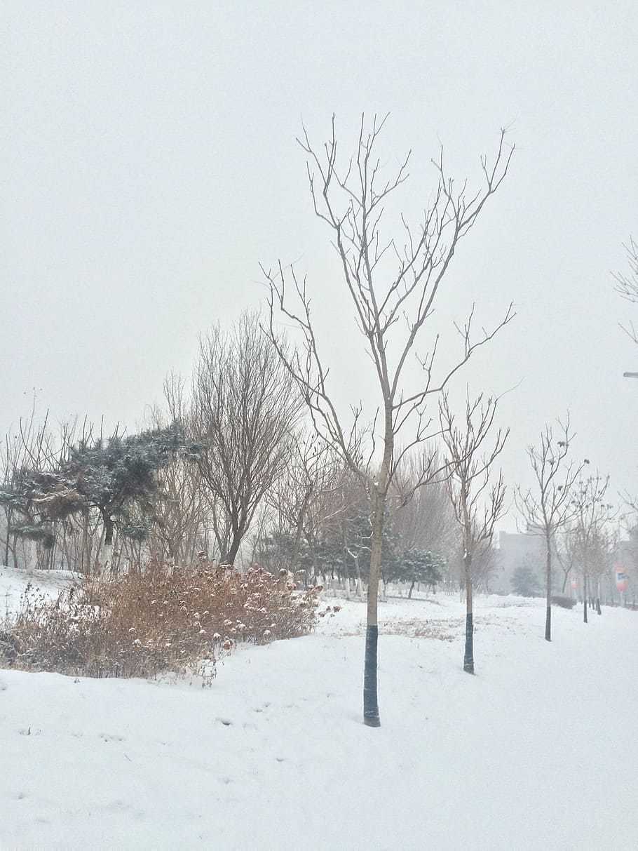 snow, tree, the scenery, winter, nature, cold - Temperature HD wallpaper