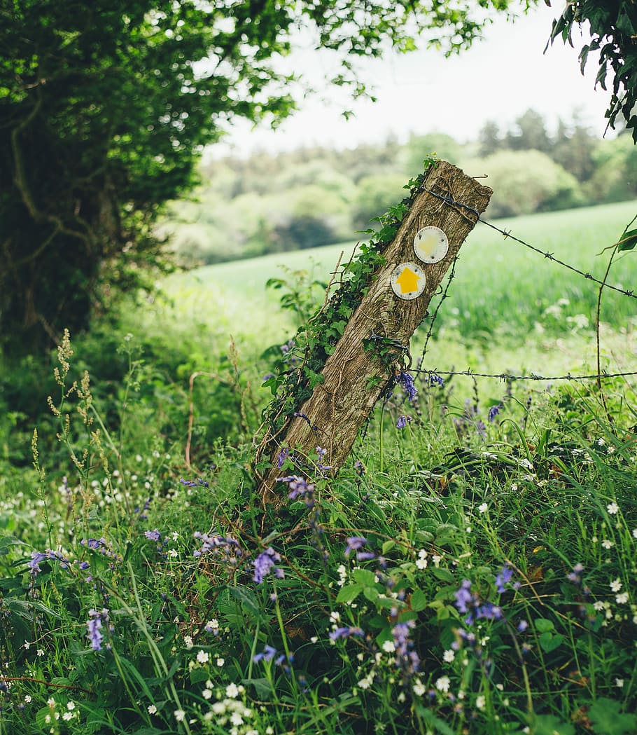 purple petaled flower, brown leaning fence beside purple flowers HD wallpaper