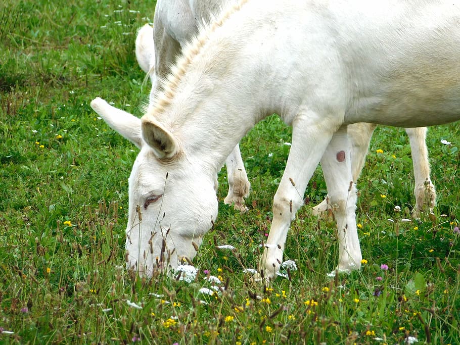 wise donkey, eat, grass, mammal, animal, nature recording, livestock HD wallpaper