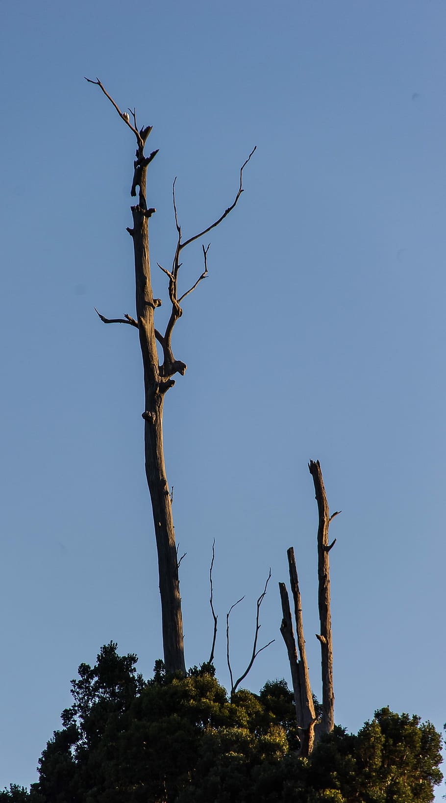 Dead, Trunk, Eucalyptus, Gum Tree, Trees, silhouette, australia HD wallpaper