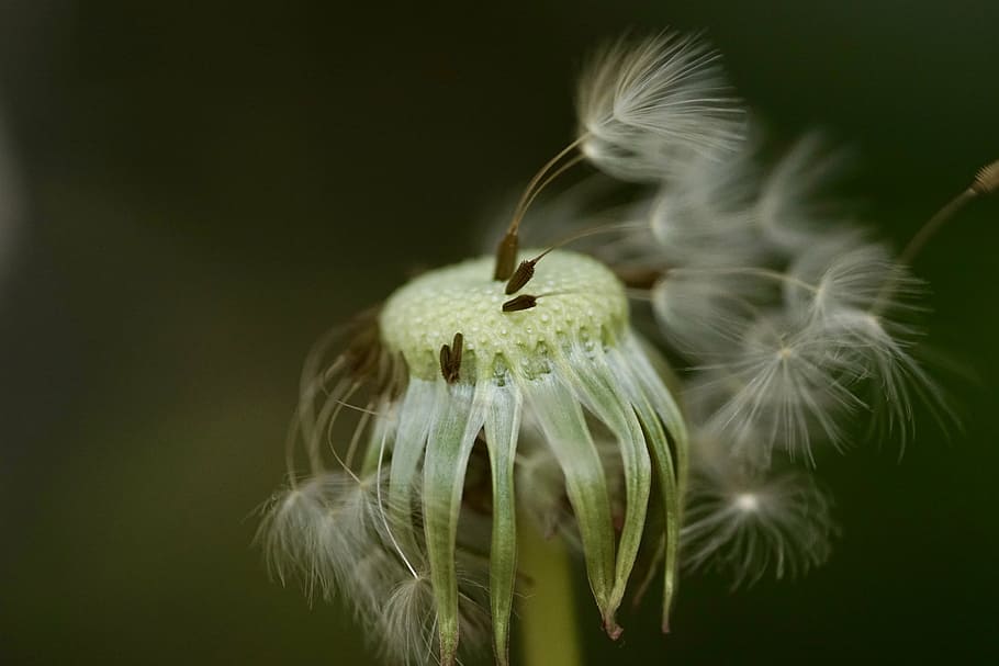 white dandelion, macro, flower, fragility, growth, close-up HD wallpaper