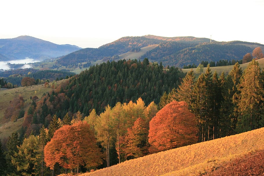 autumn, black forest, panorama, mountain, tree, plant, scenics - nature HD wallpaper