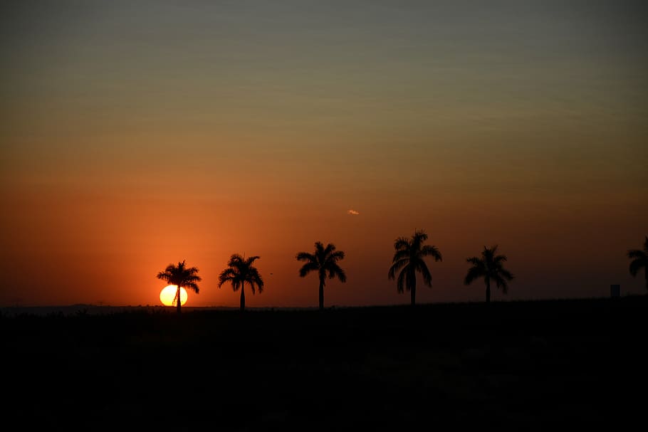 sunset, silhouette, horizon, sol, landscape, tree, afternoon HD wallpaper