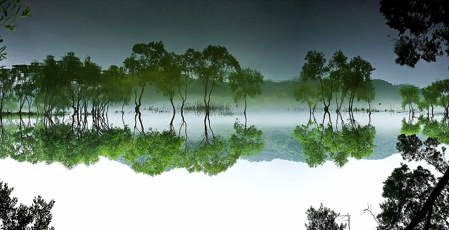 green tree on body of water, daechung, forest, lake, landscape
