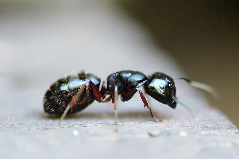 black and brown ant, insect, animal, macro, antenna, pest, colony HD wallpaper