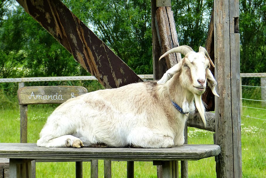 goat, sheep, nature, billy goat, horns, wool, grass, chair, HD wallpaper