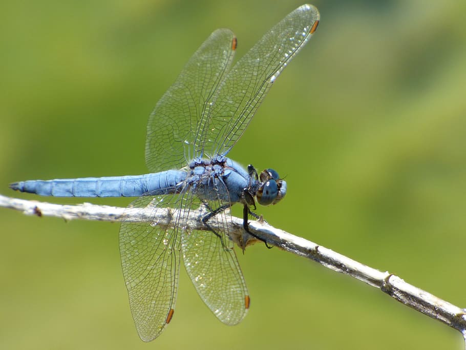 Blue Dragonfly, Branch, orthetrum coerulescens, wetland, winged insect, HD wallpaper