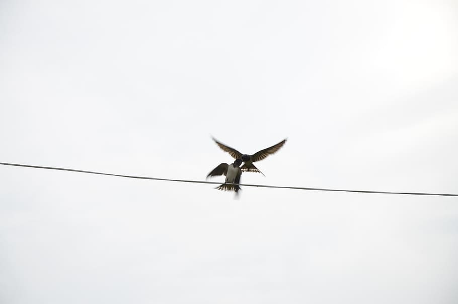 nurture, swallow, wire, bird, animal themes, animal wildlife HD wallpaper